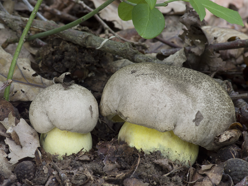 Boletus radicans